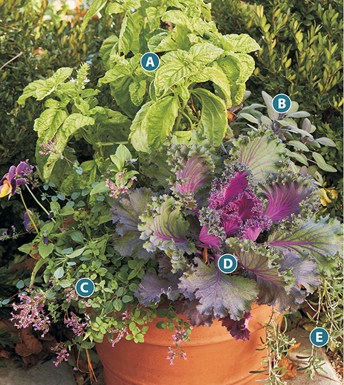 nádoba-bylinková-zahrada-nápady-plánovaný-rozmarýn-šalvěj-oregano-bazalka: Tato nádoba na bylinky má vše, včetně okrasné kapusty pro přidanou barvu.