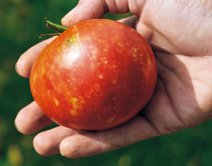 Tomato-problems-cloudy-spot: Zakalené skvrny na vašich rajčatech mohou být znamením, že se v okolí vyskytují páchnoucí brouci.
