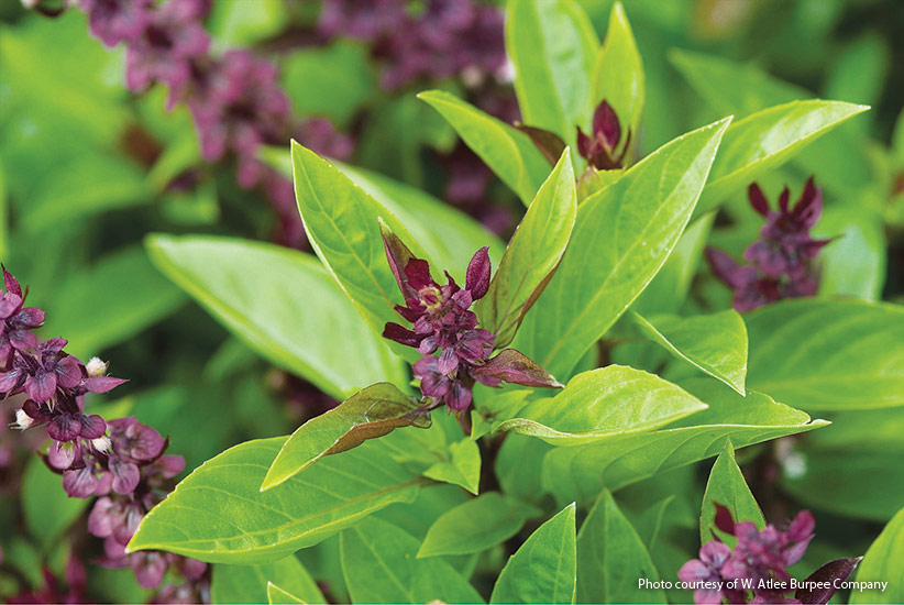 vh-harvesting-tips-herbs-Basil: „Siam Queen“ má klasickou bazalkovou chuť s podtóny anýzu.