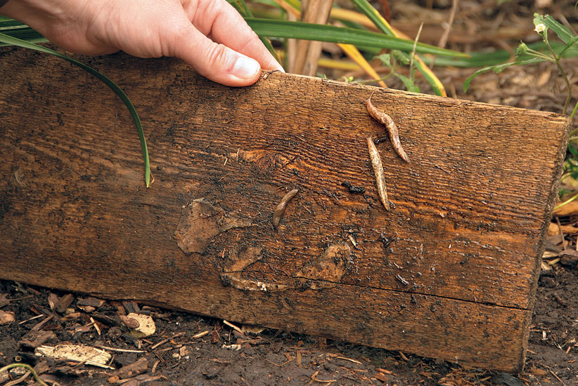 ht-dwp-ridding-of-slugs-board: Umístění mokrého prkna na zem poblíž vašeho jahodového pozemku pomůže přilákat slimáky k odstranění.