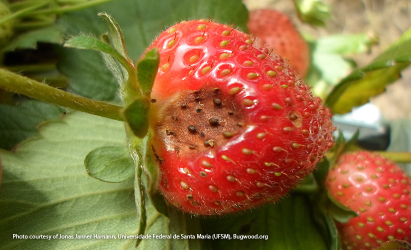 Whats-wrong-with-my-strawberry-plant-antracnose: Kašovité hnědé skvrny na vašich jahodách mohou být známkou antraknózy.