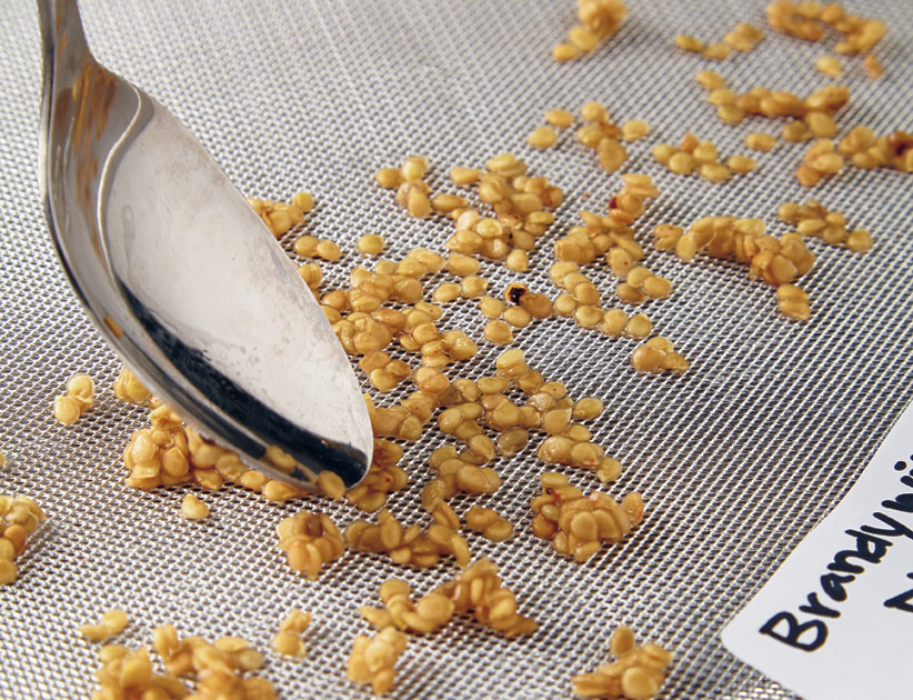 vt-seed-fermentation-screen: Mokrá semena rozprostřete na papírový talíř, kávový filtr nebo síto, aby se vysušila.