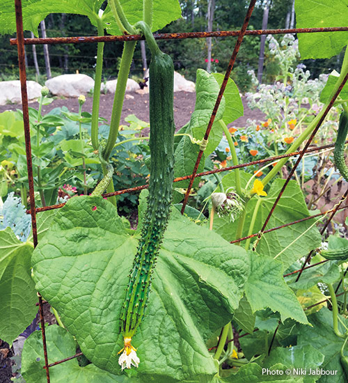Asijská okurka 'Suyo Long' na révě copyright Niki Jabbour: Zkuste na zahradě pěstovat nové druhy okurek, jako je tato dlouhá a štíhlá asijská okurka 'Suyo Long'.