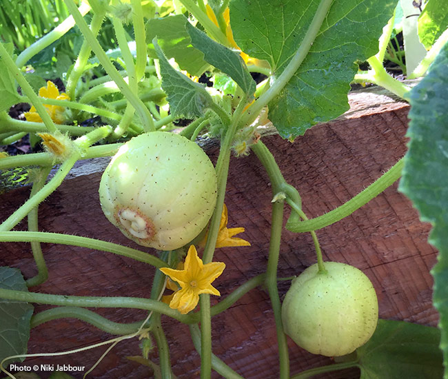 Copyright okurky „Lemon“ Niki Jabbour: Vypěstujte letos na zahradě něco jedinečného a vyzkoušejte zaoblené odrůdy okurek, jako je „Lemon“.