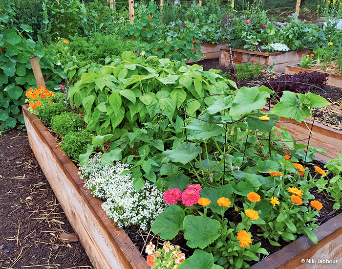 zvýšený dřevěný zahradní záhon od Niki-Jabbour: V malých zeleninových zahradách je půda obzvláště důležitá.  Vyvýšené záhony naplňte stejnými díly zahradní zeminy a kompostu.