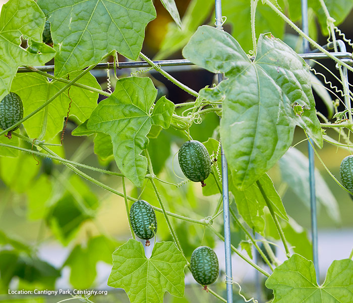 Cukamelony rostoucí na mříži: Pěstování cucamelonových vinných rév na mříži usnadňuje nalezení ovoce, když je čas sklizně.