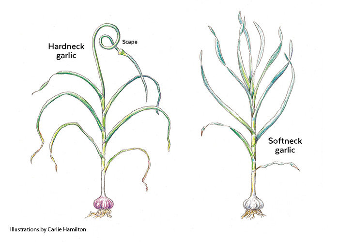 Botanická ilustrace česneku tvrdého a měkkého od Carlie Hamilton