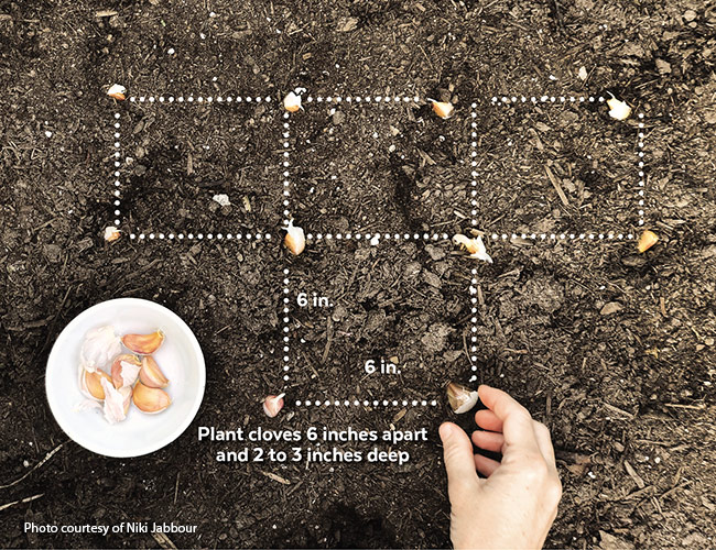 Výsadba česneku: Výsadba v mřížkovém vzoru poskytuje dostatek prostoru pro stroužky, aby vyrostly do velkých cibulí. 