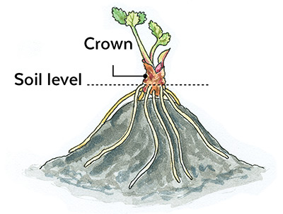 Jak začít s výsadbou jahodové záplaty s holým kořenem: Korunu rostlin jahodníku s obnaženými kořeny nastavte na úroveň půdy.