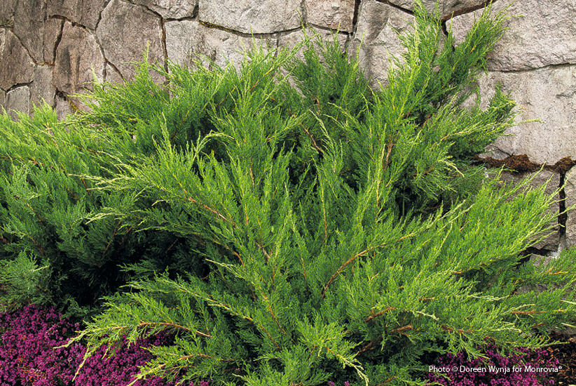 Jalovec obecný (Juniperus x pfitzeriana 'Sea Green')