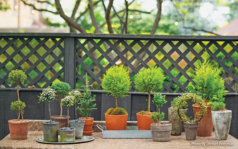 Linda Vater topiary: Nemusíte čekat, až vaše topiary dorostou, abyste je mohli ukázat.  Ráda společně uspořádám takovou mladou kolekci!
