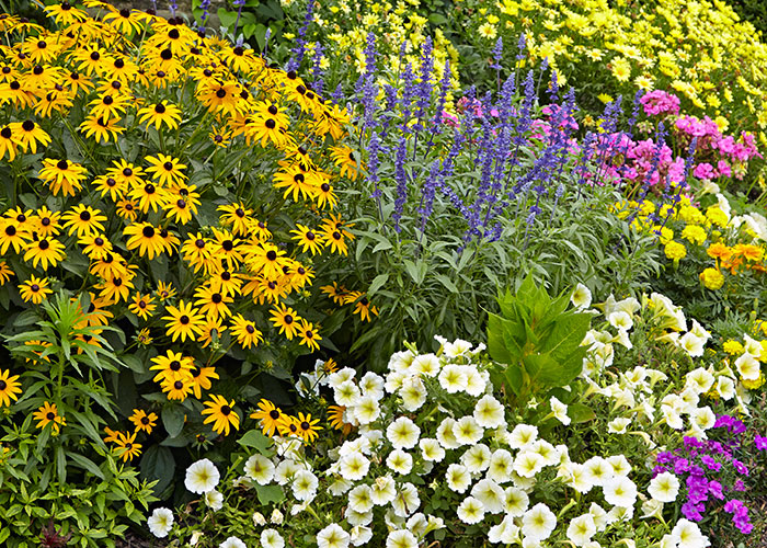 Navrhněte zahradu tak, aby přilákala opylovače-rozmanitost rostlin: Zahrada s různými tvary květů, barvami a dobou květu dává opylovačům všeho druhu dostatek jídla.