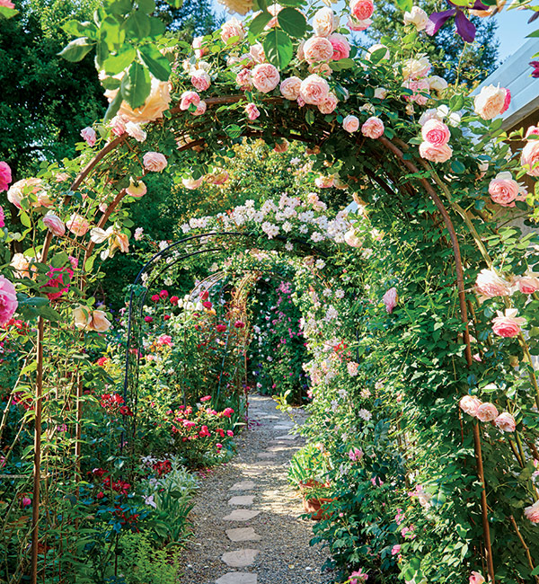 Rose Garden Archway: Jak lezec 'Eden Rose' roste a nad altánem, boční stonky (nebo boční stonky) dostávají více slunce než ty, které jsou blíže zemi, takže produkují více květů.