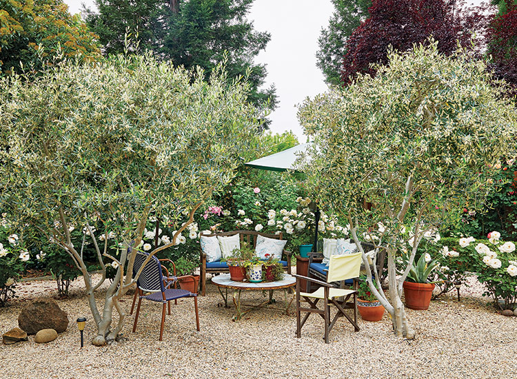Olivový salonek v růžové zahradě: Přidání seskupení kontejnerů do blízkosti venkovního nábytku pomůže propojit místa pro výsadbu a místa k sezení.