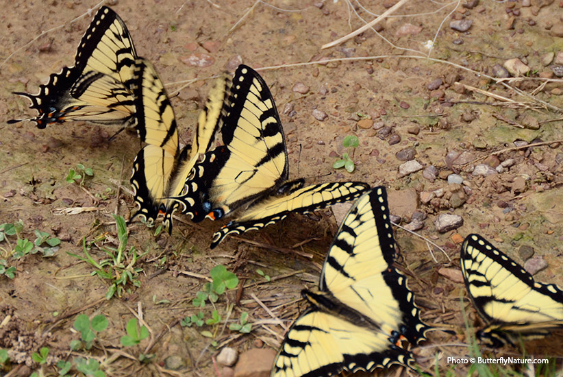 diy-butterfly-puddler-pv: Motýli se shromažďují poblíž vlhkých, bahnitých míst, aby našli vlhkost a minerály.
