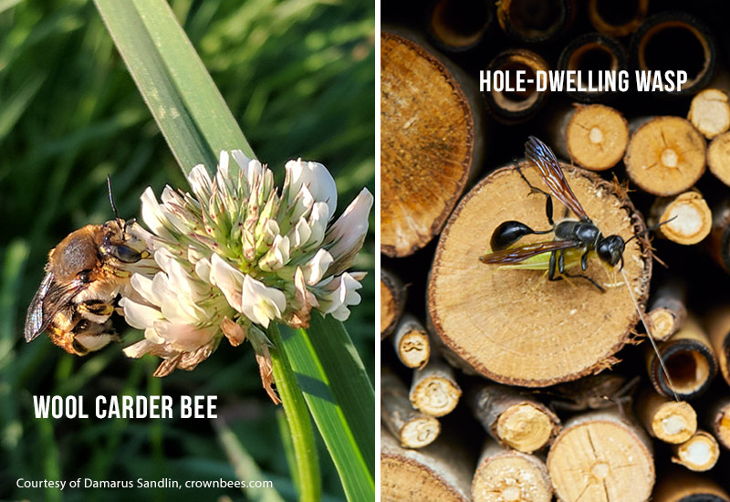 Včela vlněná a vosa hnízdící v děrách: Včely mykací vlna navštíví mnoho různých rostlin, jako je tato pažitka.  Vosy žijící v děrách dělají v zahradě spoustu užitku tím, že jedí jiný hmyz, jako je tento listonoh.