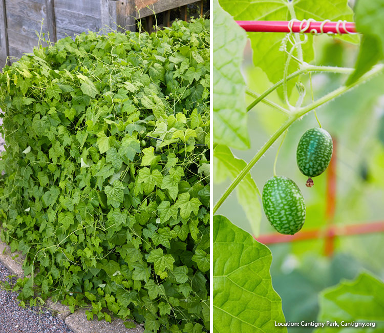 Rostlina cucumelon: Cukamelony vypadají jako malé melouny, ale chutnají jako okurky s nádechem limetky!