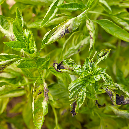Detailní záběr listů bazalky napadených plísní: Rostliny bazalky napadené plísní bazalkou zežloutnou počínaje spodní částí rostliny.