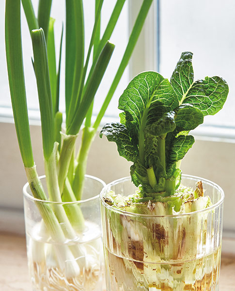 v-tp-regrow-veggies-lead: Můžete si ušetřit zbytky z určité zeleniny a znovu pěstovat ve vodě, jako je římská a zelená cibule, které vidíte zde.