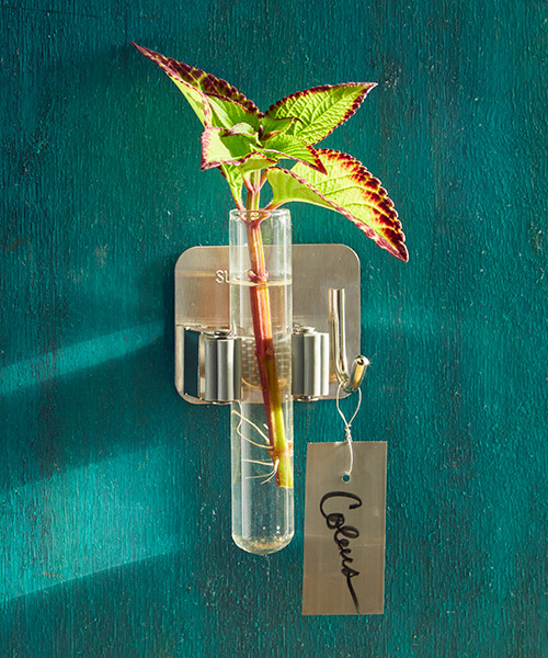 Řez Coleus ve zkumavce s vodou na zeď: Zavěste na háček štítek s názvem rostliny, abyste měli přehled o svých řízcích.