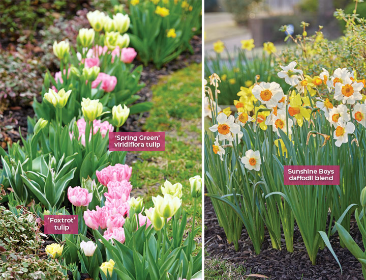 Tulipány a narcisy Renee Minirth na jaře: Tyto tulipány „Foxtrot“ a „Spring Green“ jsou některé z Reneeiných oblíbených. 