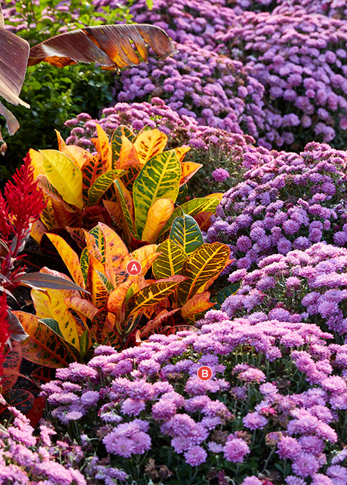 Výsadba krotonových a fialových zahradních maminek: Tato podzimní výsadba slibuje snadnou péči se dvěma rostlinami milujícími slunce, krotony a zahradními maminkami.